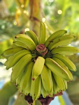 summer food insecurity